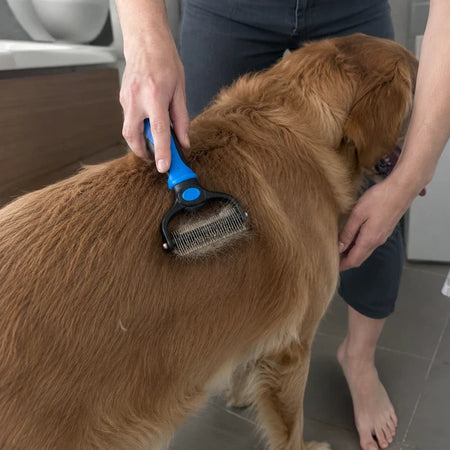 Résultat avant et après — Mon chien se laisse enfin brosser sans bouger